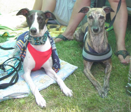 LEDNICKÝ ZAJÍC (24.6.2012, bodovací, nominační dostih)